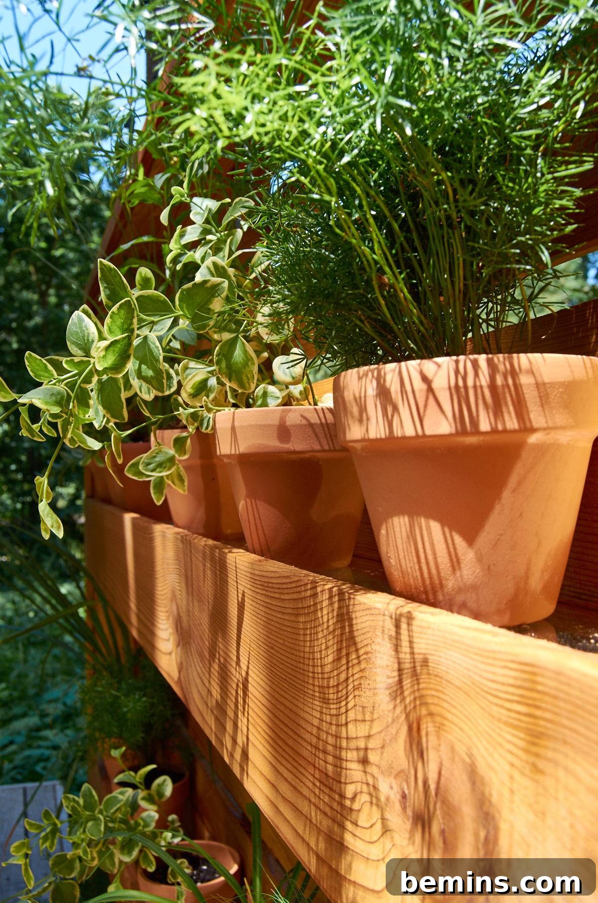 Plants in terra cotter planters