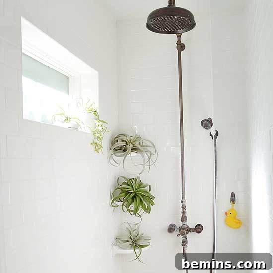 Air Plants in a bathroom