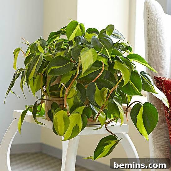 Heart Leaf Philodendron in a bathroom