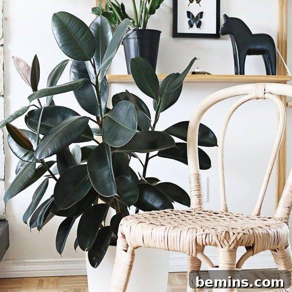 Rubber plant