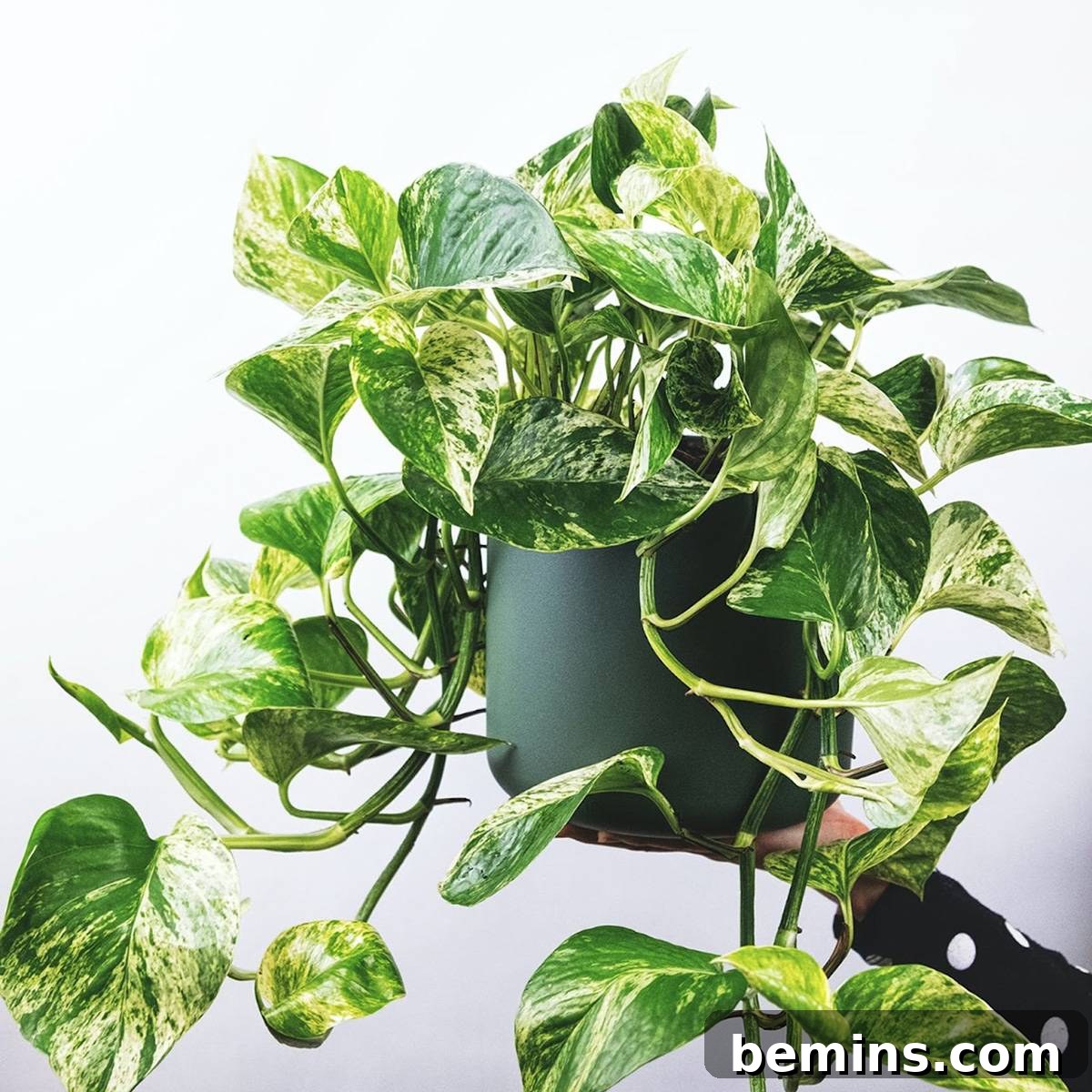 Pothos plant