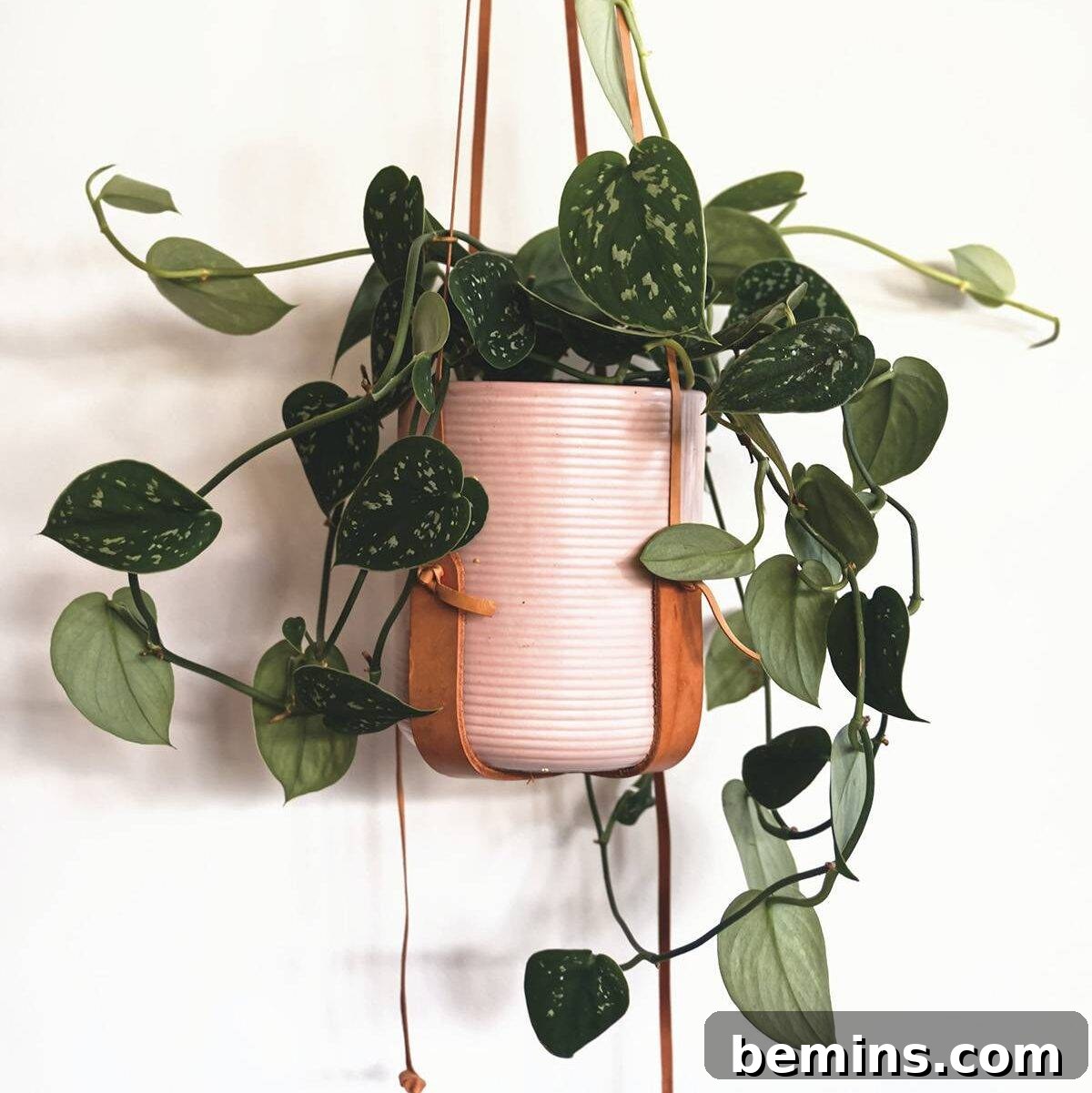 Stylish plants