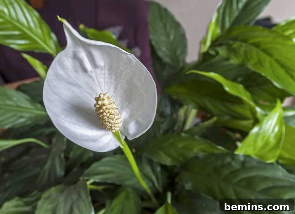 Peace Lily in a bathroom