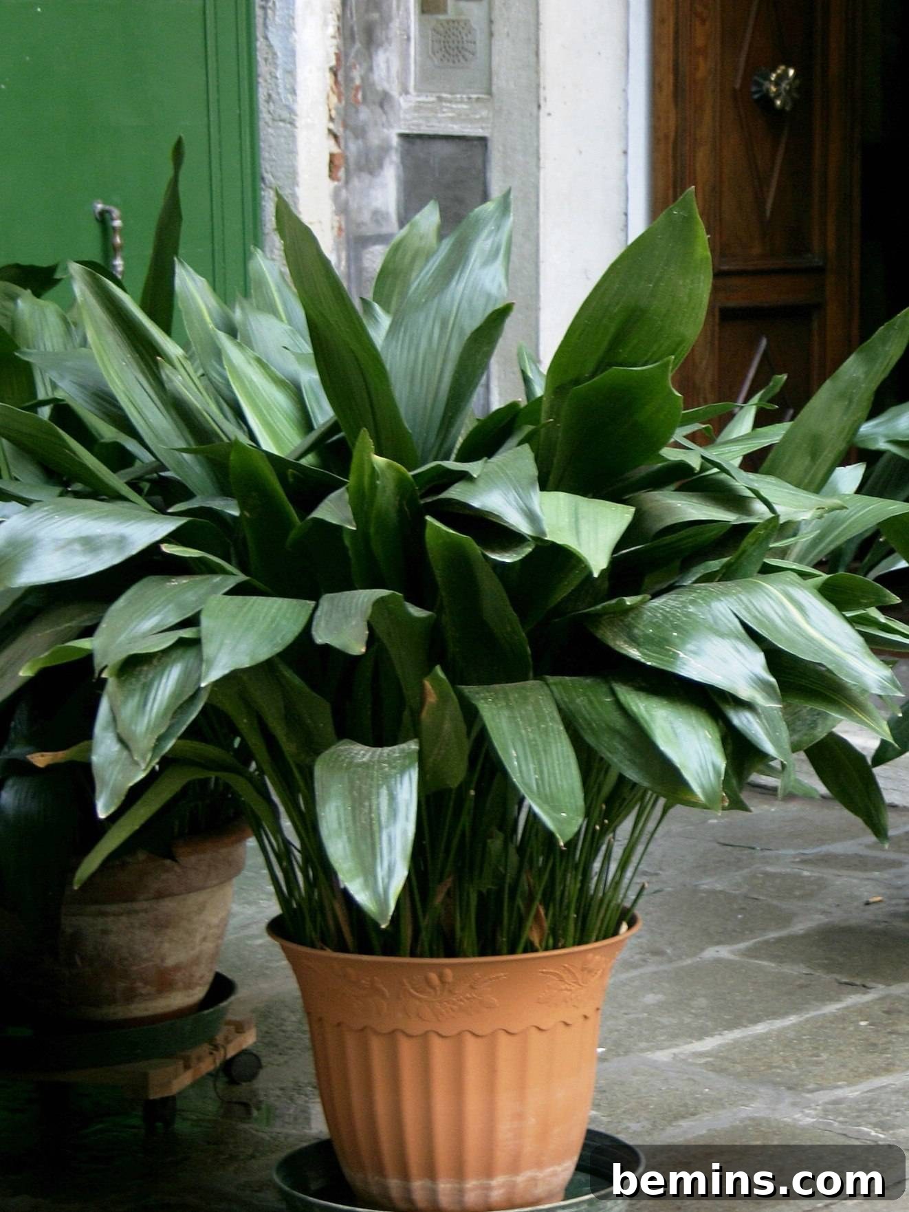 Cast Iron Plant in a bathroom setting