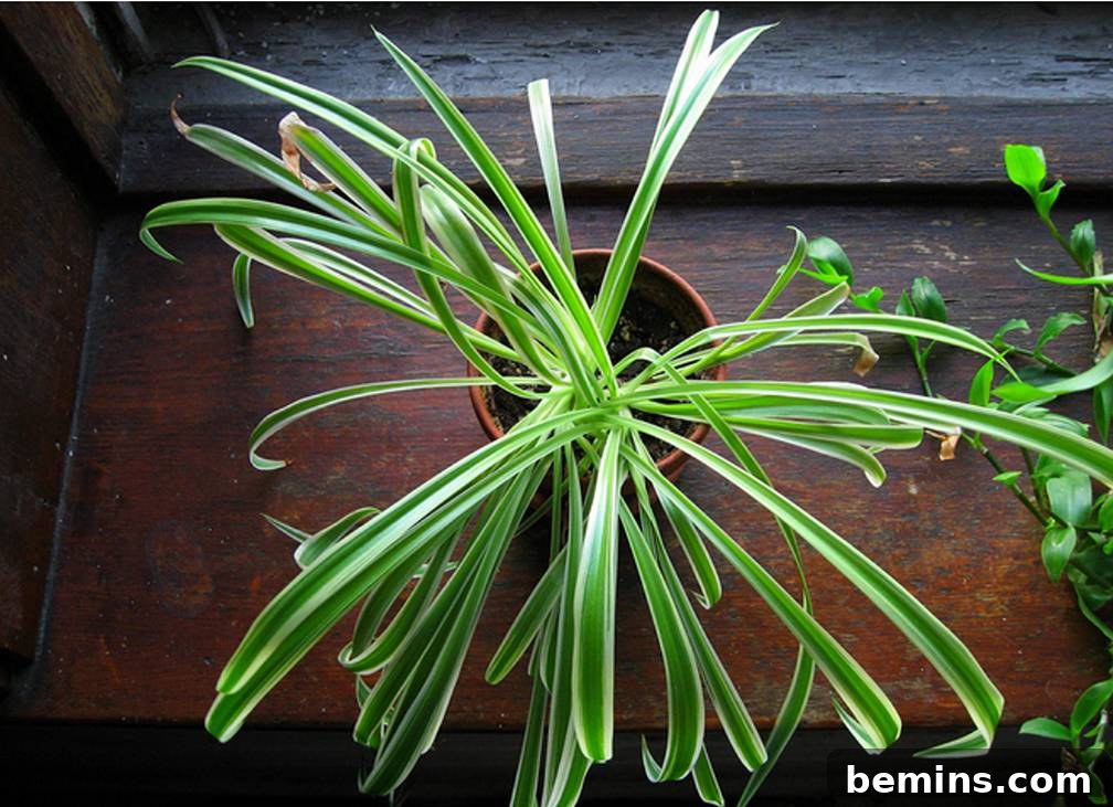 Spider Plant hanging in a bathroom