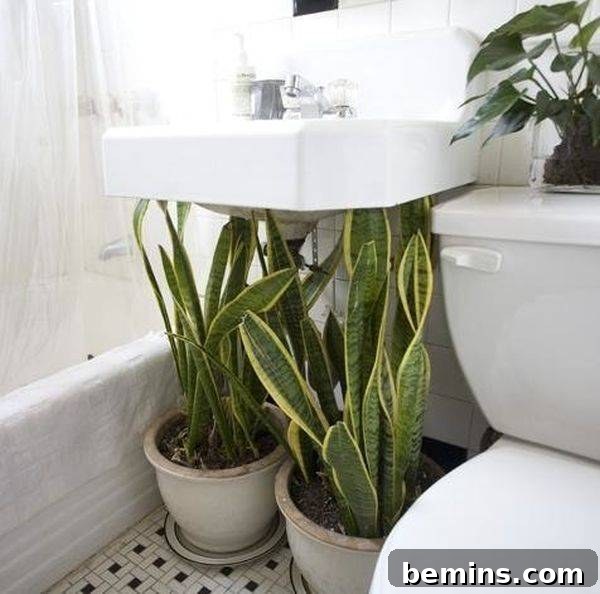Snake Plant in a bathroom