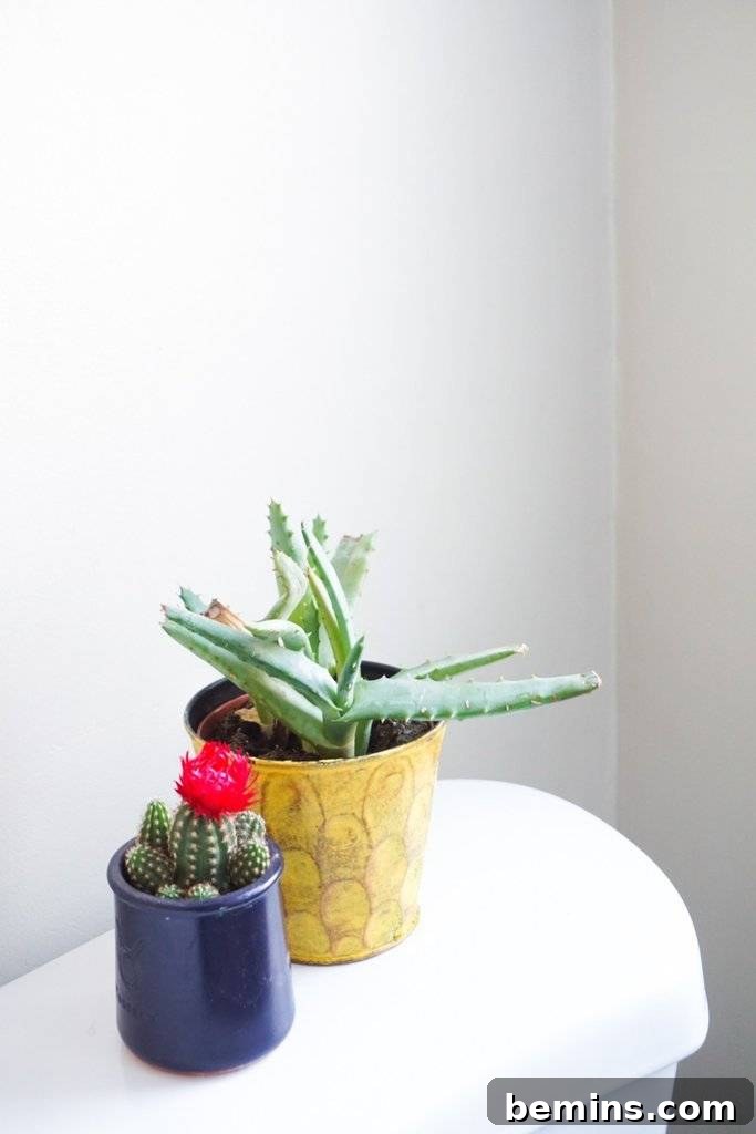 Aloe Vera plant in a bathroom
