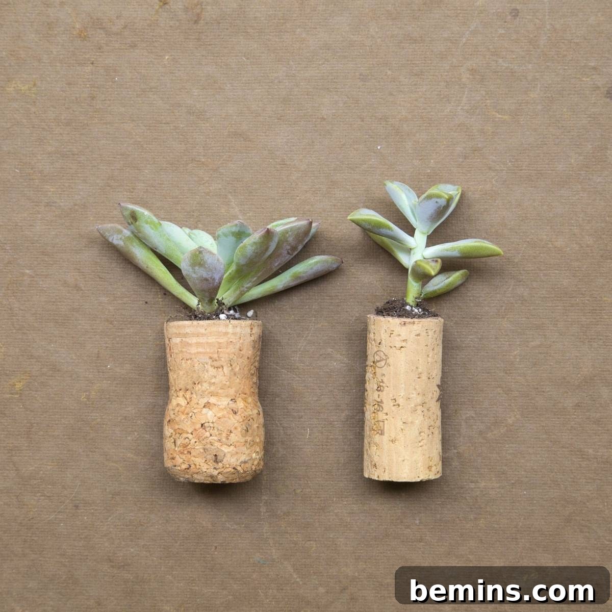 Four Wine Cork Projects: Succulent Planters