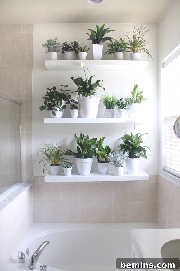 17 Stunning Bathrooms That Embrace the Shower Plant Trend 17 Shelves of various plants line a bathroom wall.