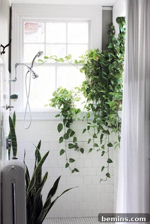 17 Stunning Bathrooms That Embrace the Shower Plant Trend 4 Ivy like plants hang from planters place near windows in a bright white bathroom.