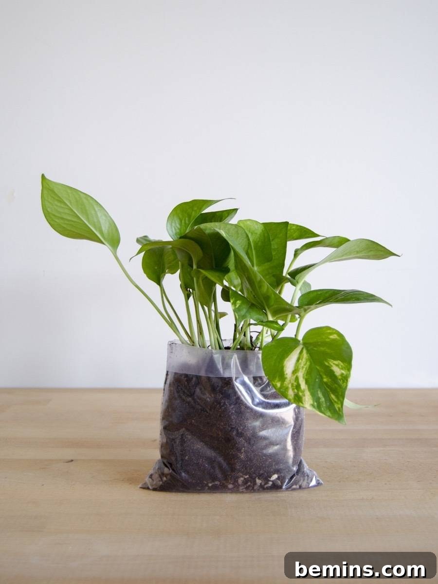 Potting a plant in its new fabric planter pocket with fresh soil