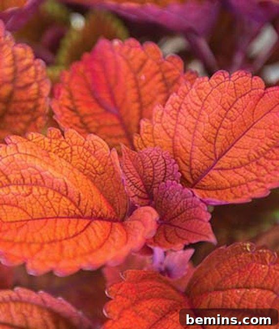 Coleus Plant: Adding Warmth and Color to Your Outdoor Space
