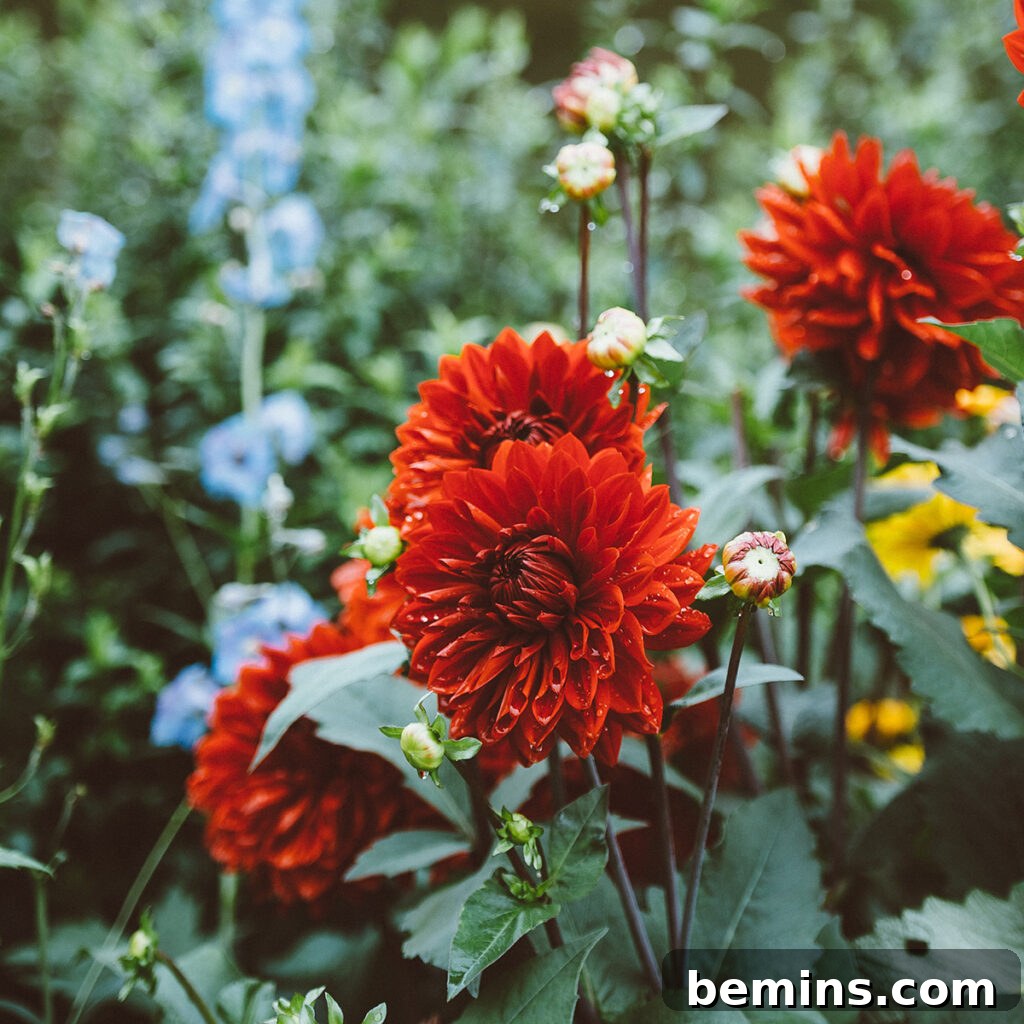 Fall's Easiest Decor Ombre Mini Pumpkins 9 Vibrant fall garden with mums and other seasonal flowers by Annie Spratt.