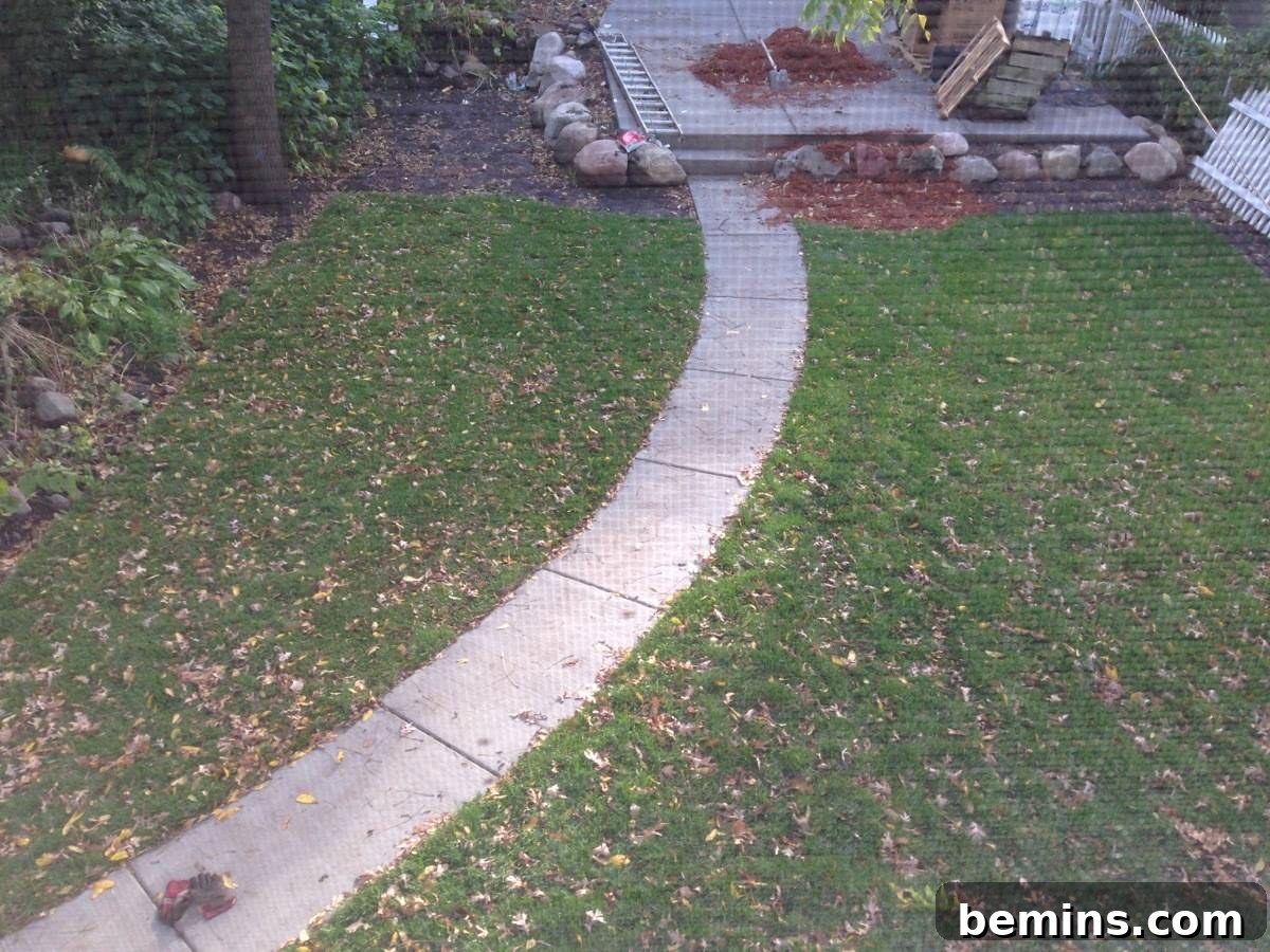 Newly laid green grass with scattered brown leaves, creating a natural and inviting pathway.