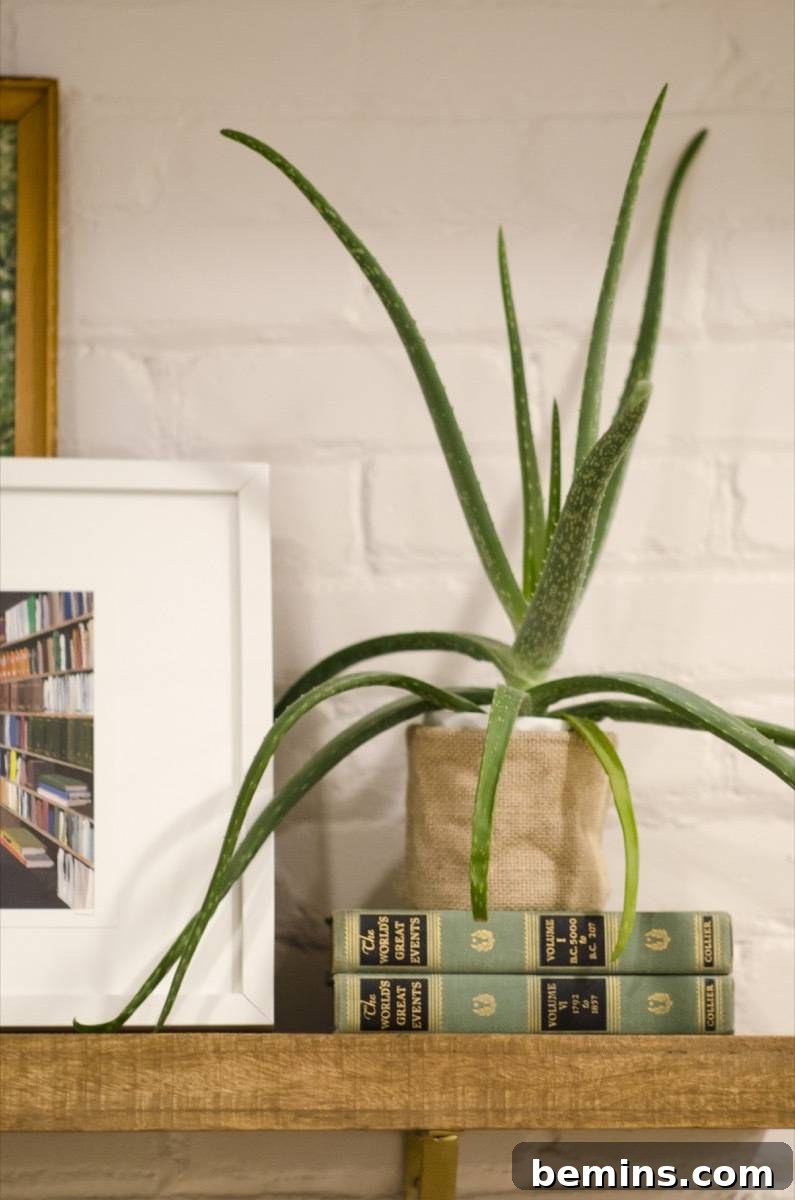 Wooden bookshelf on a white brick wall with books, a plant, and picture frames on it.