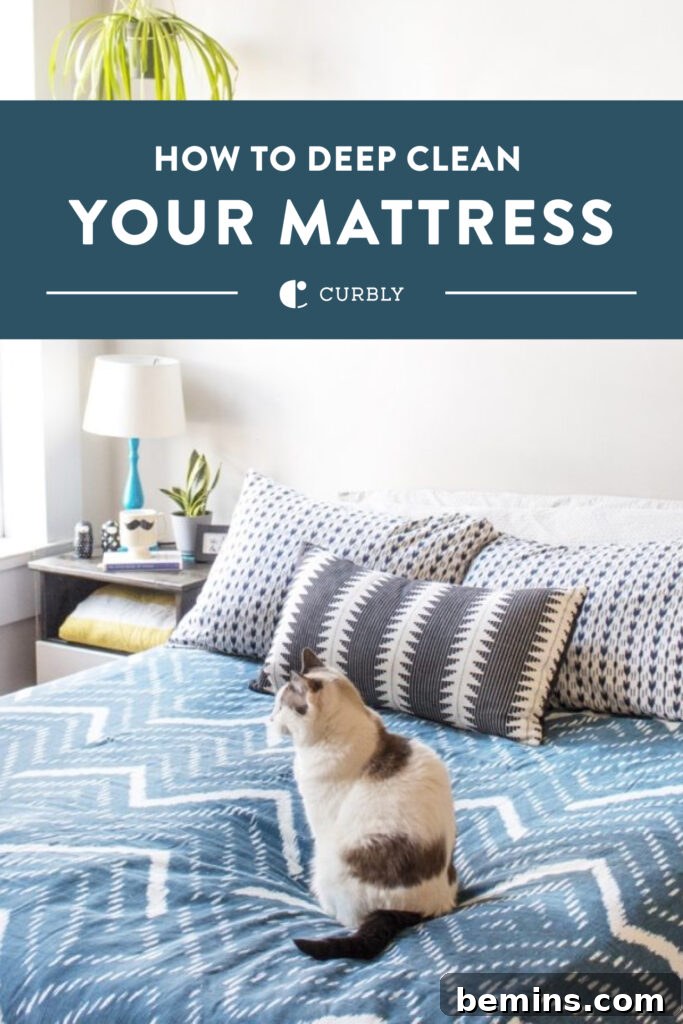 Cat sitting on a bed