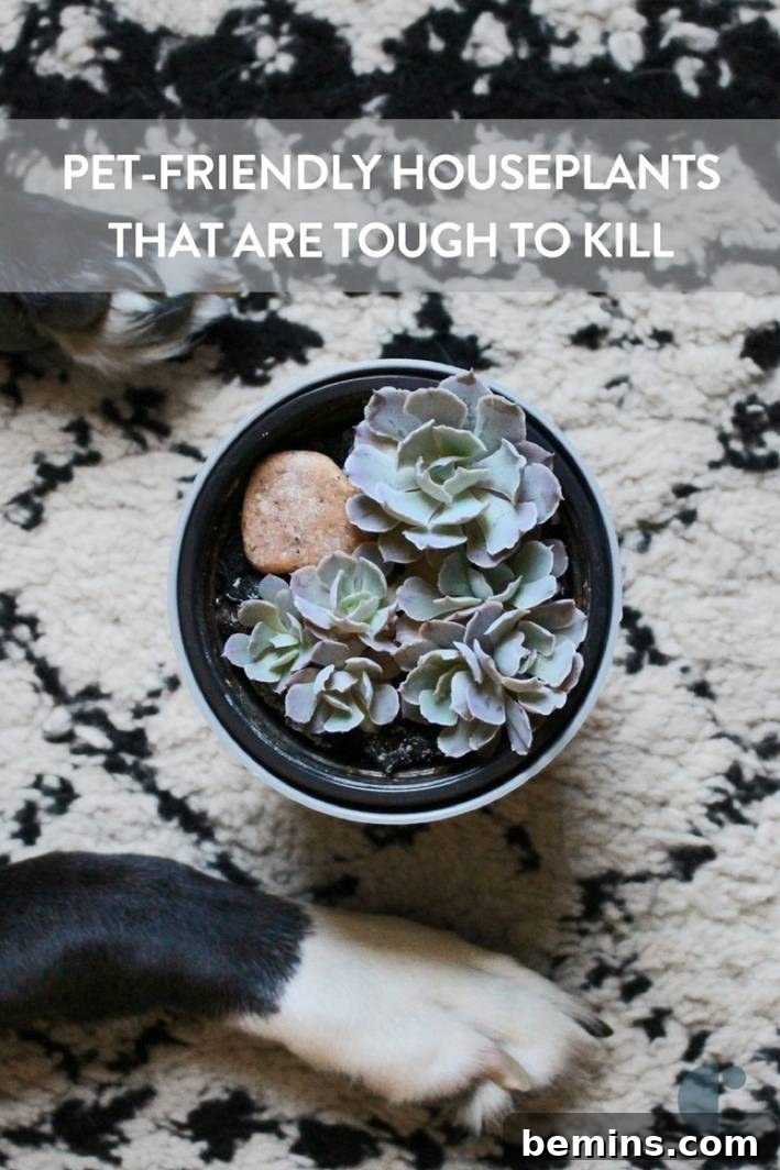 Pet-friendly houseplants