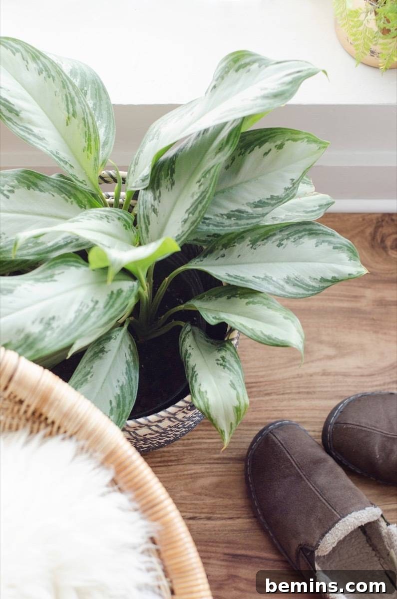 Chinese Evergreen air-purifying houseplant