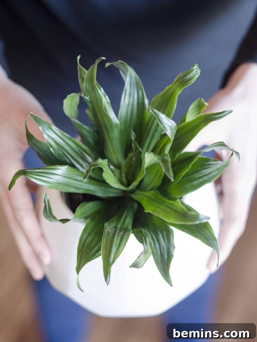 Janet Craig air-purifying houseplant