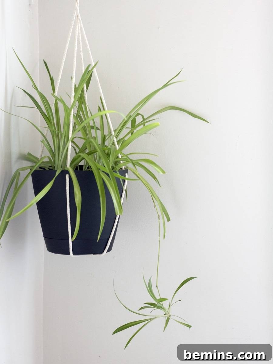 Spider Plant air-purifying houseplant