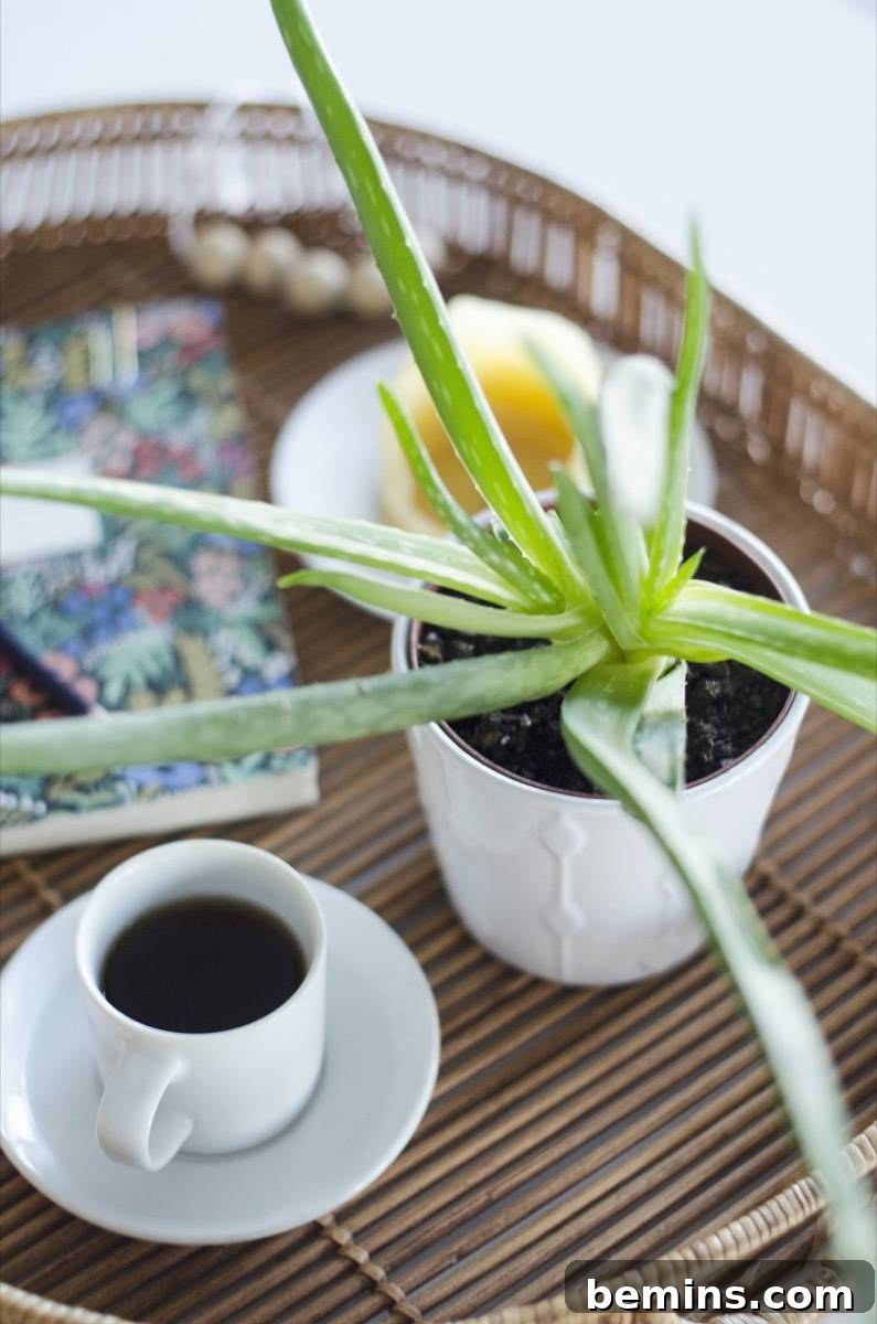 Aloe Vera air-purifying houseplant