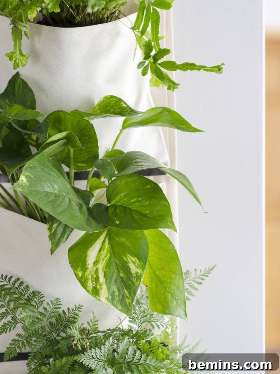 Pothos air-purifying houseplant