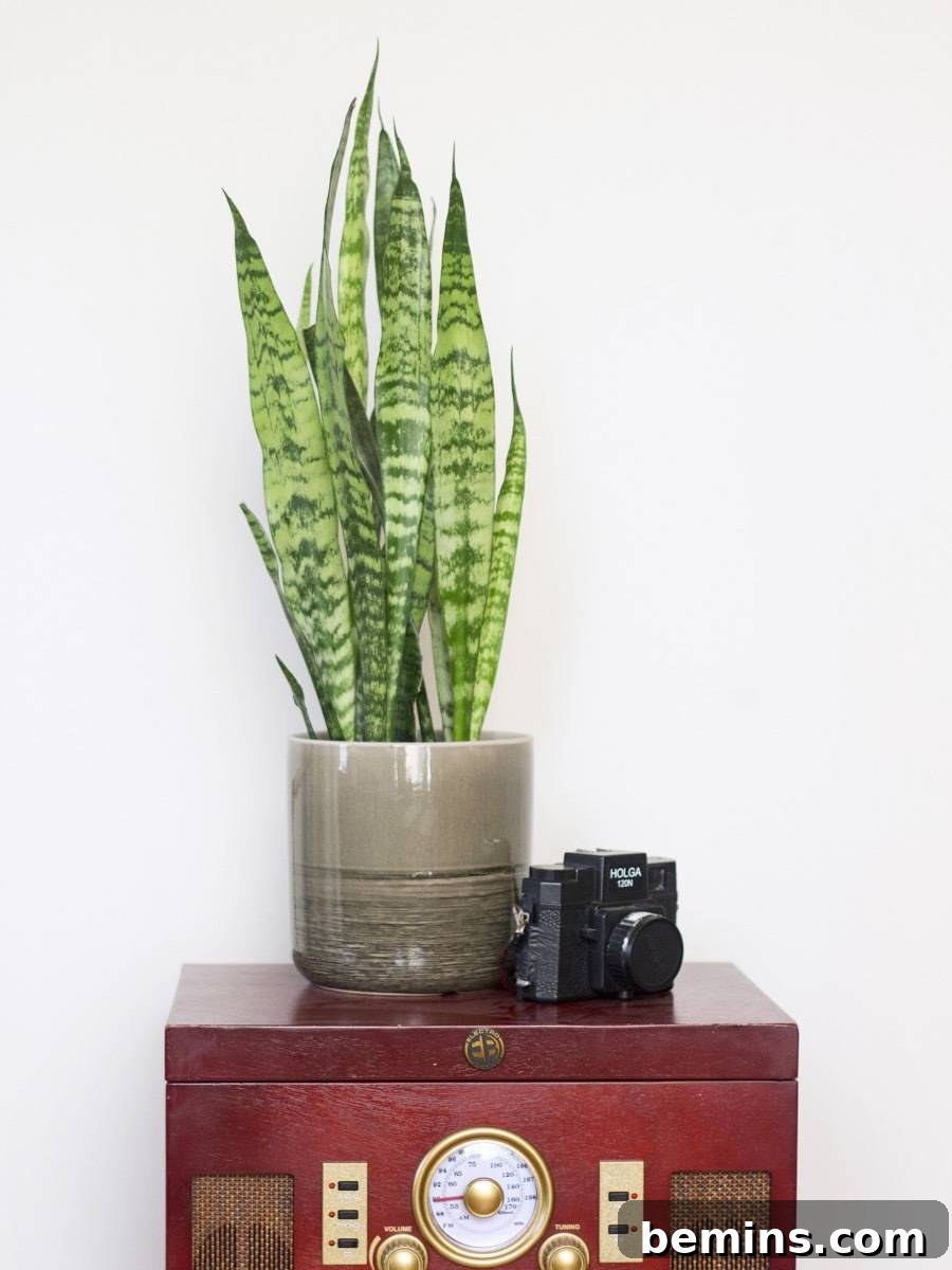 Snake Plant air-purifying houseplant