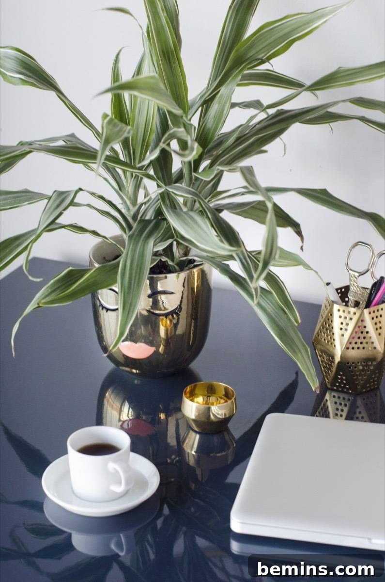 Warneckii air-purifying houseplant