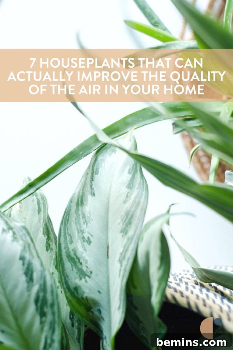 Easy-to-care-for air-purifying houseplants
