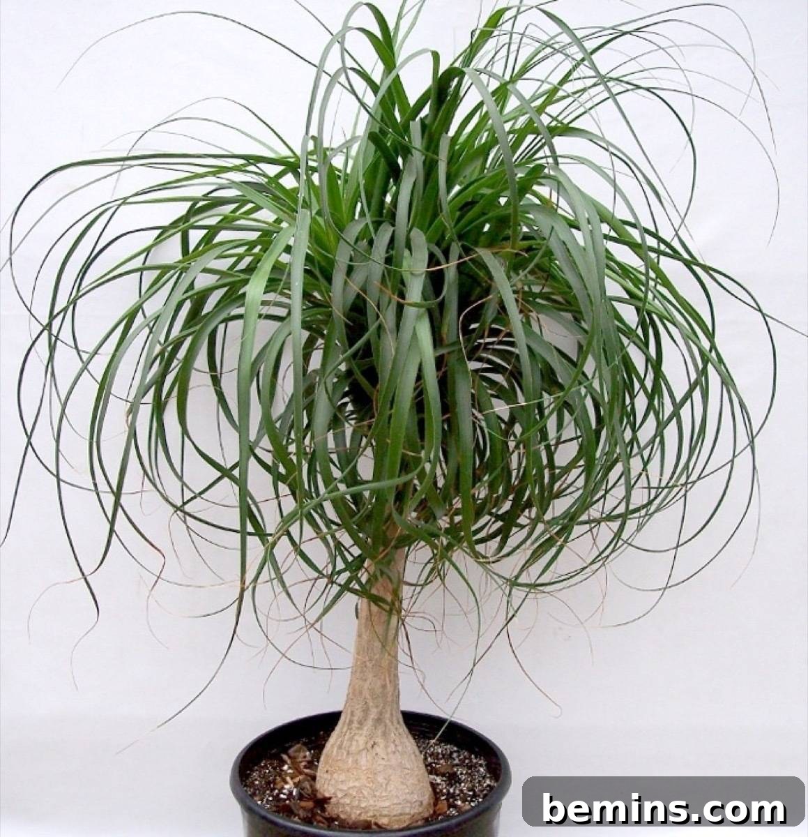 Your Dream Garden, Delivered: The Magic of Online Houseplant Shopping 11 Do your houseplant shopping online: Woodies Garden Goods