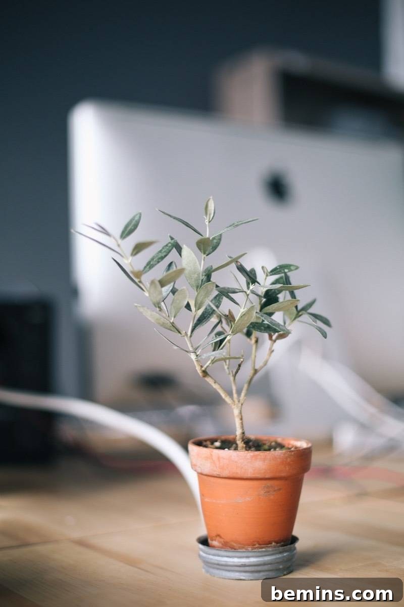 Your Dream Garden, Delivered: The Magic of Online Houseplant Shopping 12 Do your houseplant shopping online: Craigslist