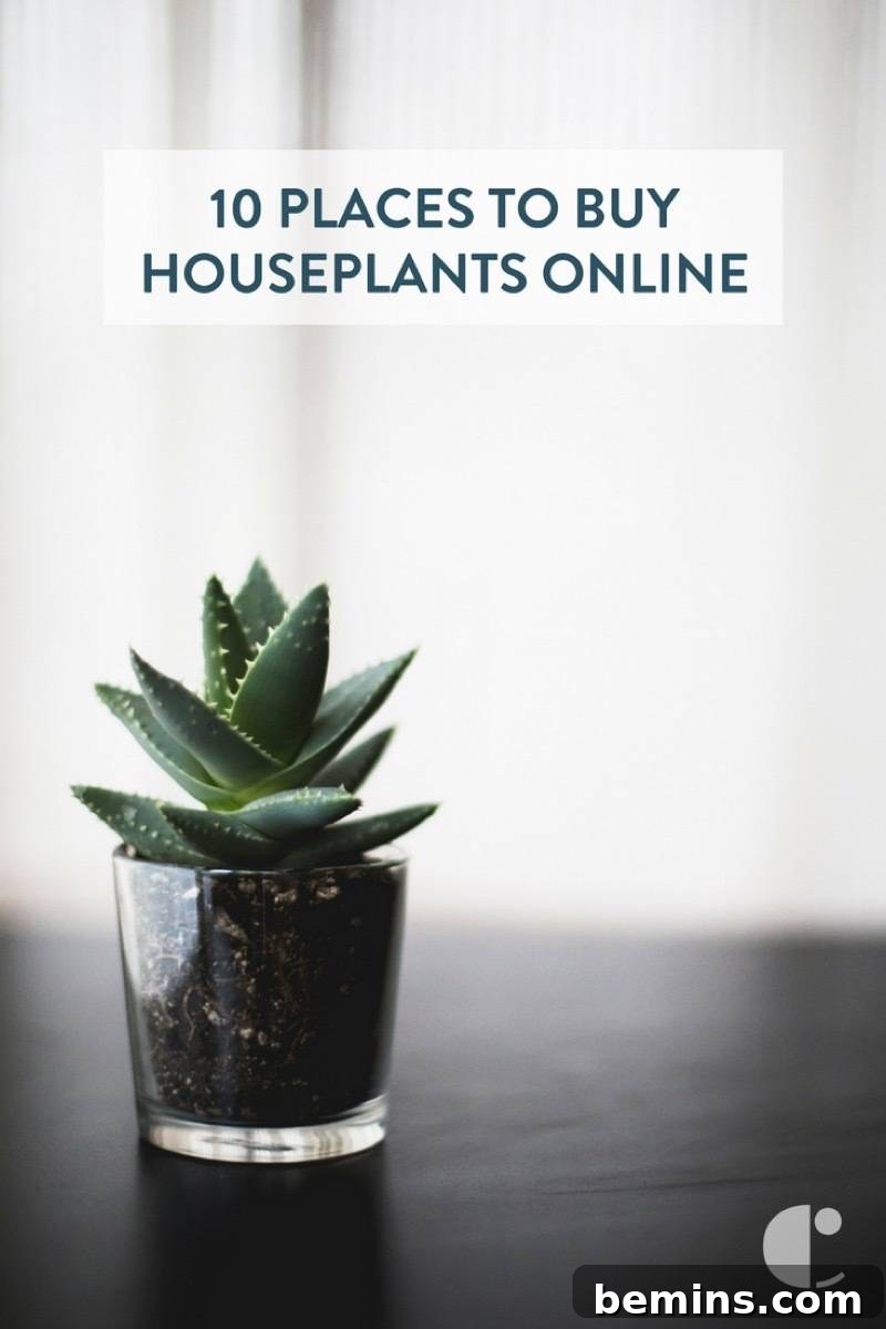 Your Dream Garden, Delivered: The Magic of Online Houseplant Shopping 13 Where to buy houseplants online - from orchids to aloe, you can buy anything online these days.