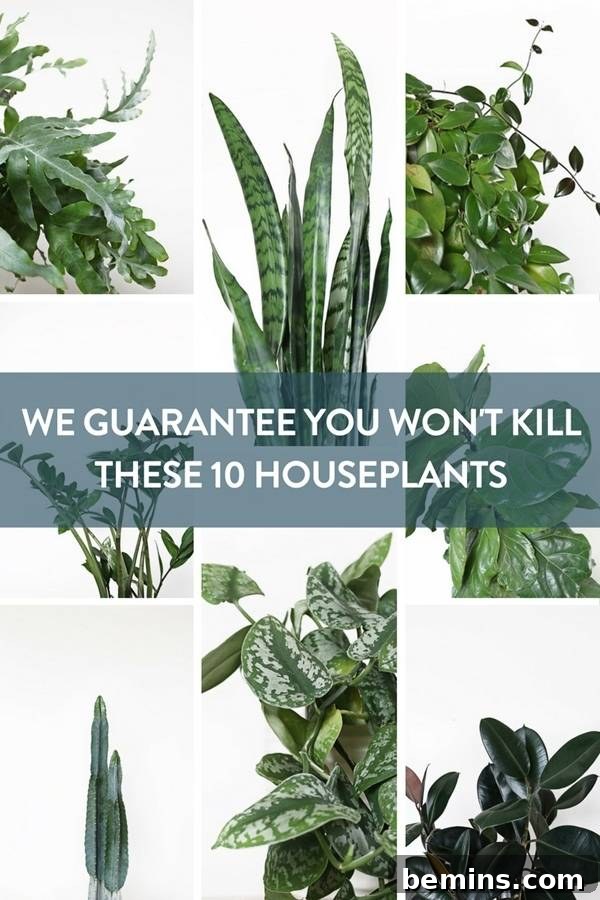 Your Dream Garden, Delivered: The Magic of Online Houseplant Shopping 14 We guarantee you won't kill these 10 houseplants