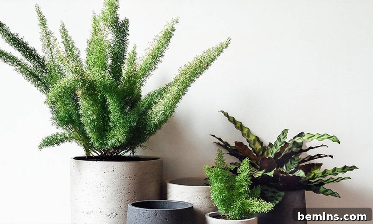 Your Dream Garden, Delivered: The Magic of Online Houseplant Shopping 4 Do your houseplant shopping online: Pistils Nursery