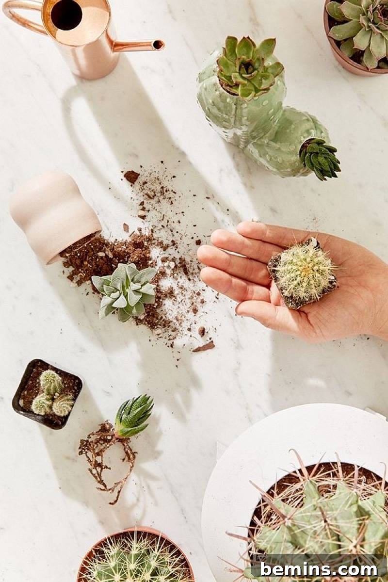 Your Dream Garden, Delivered: The Magic of Online Houseplant Shopping 5 Do your houseplant shopping online: Urban Outfitters