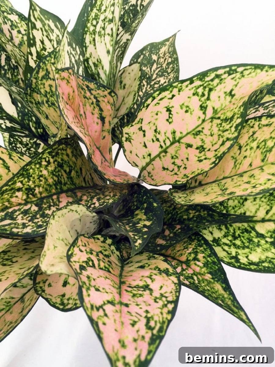 Your Dream Garden, Delivered: The Magic of Online Houseplant Shopping 6 Do your houseplant shopping online: Etsy