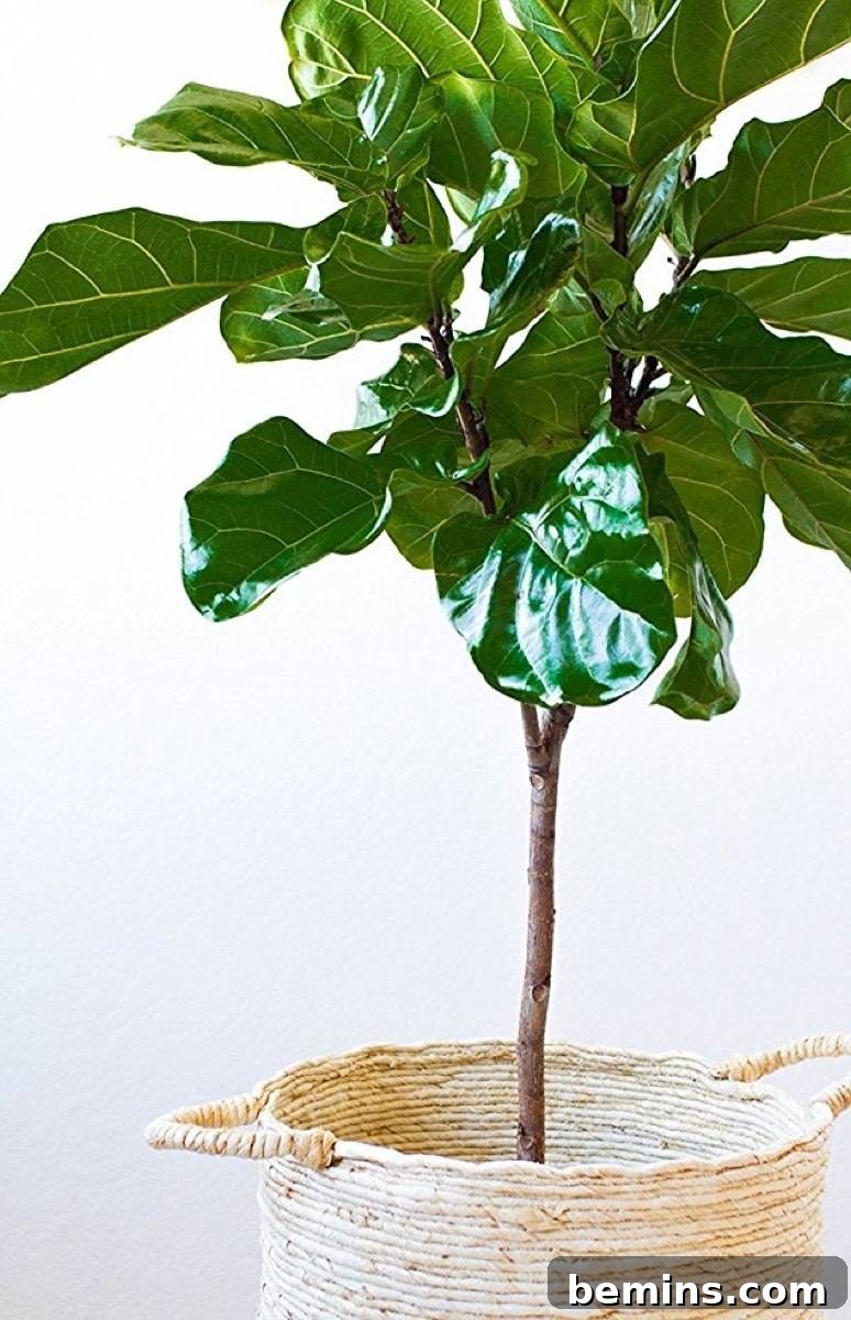 Your Dream Garden, Delivered: The Magic of Online Houseplant Shopping 7 Do your houseplant shopping online: Amazon