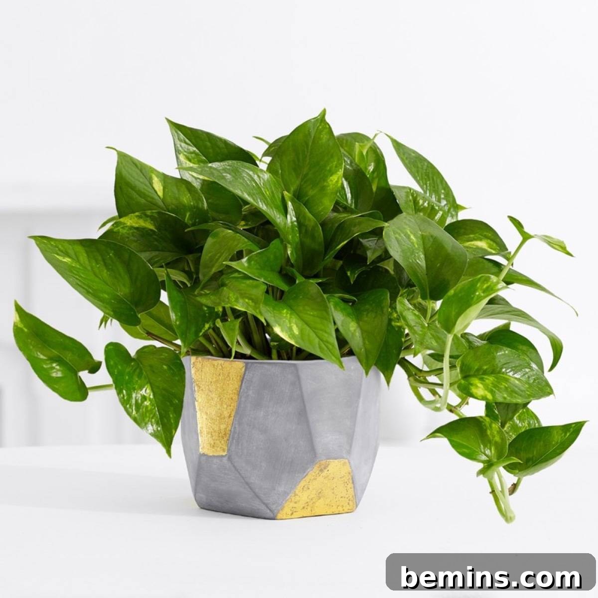 Your Dream Garden, Delivered: The Magic of Online Houseplant Shopping 9 Do your houseplant shopping online: ProFlowers