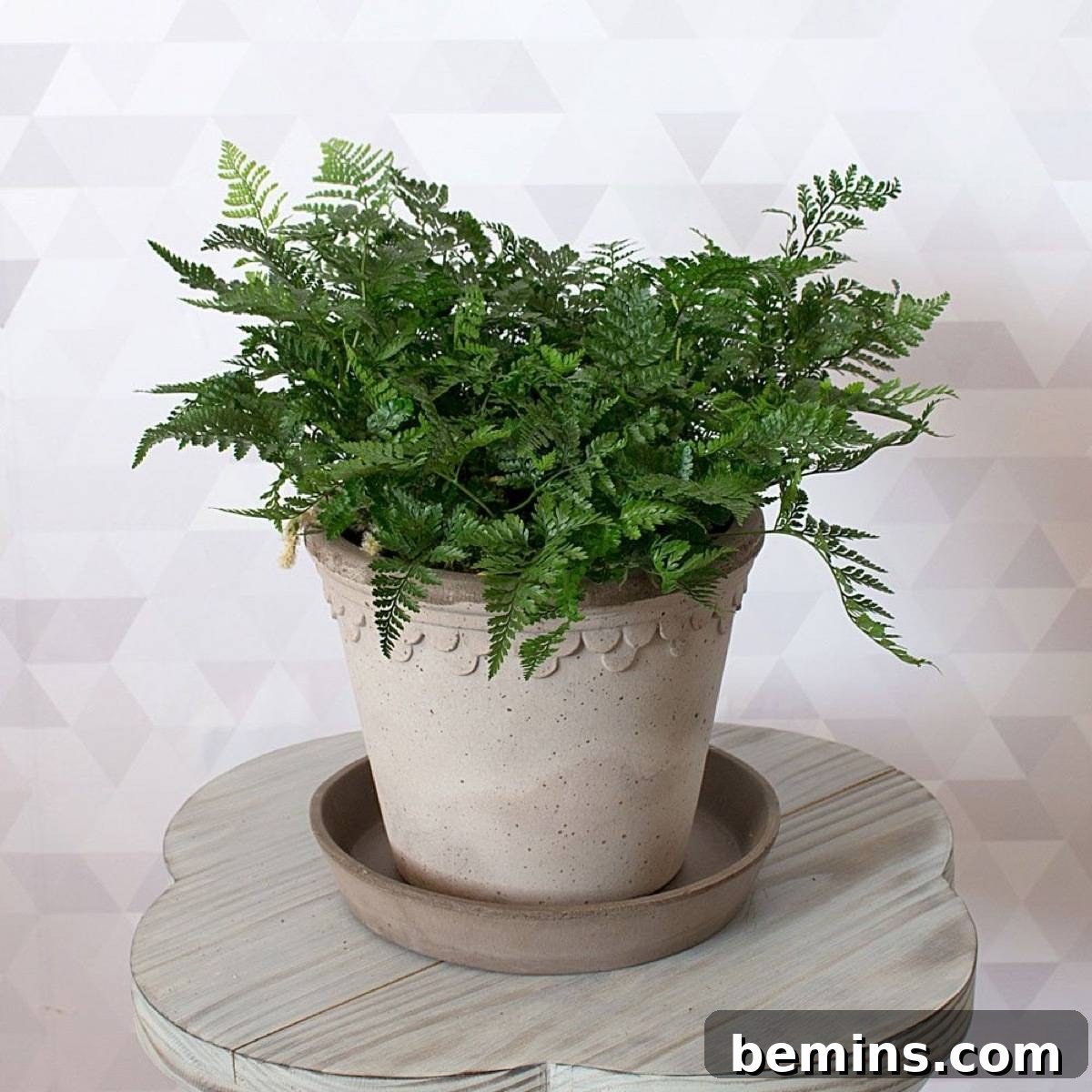 Your Dream Garden, Delivered: The Magic of Online Houseplant Shopping 10 Do your houseplant shopping online: White Flower Farm