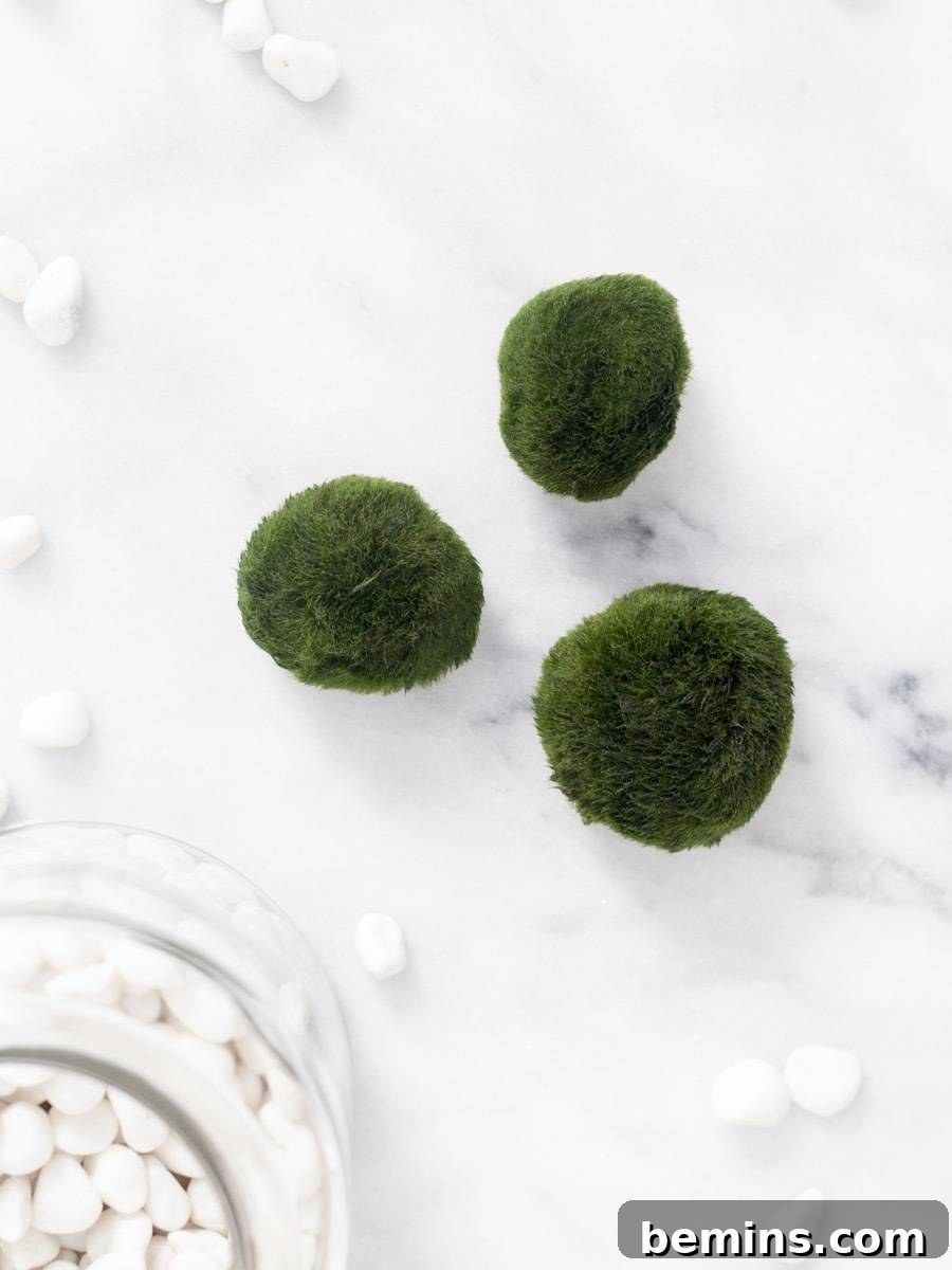 Exploring the Wonders of Marimo Moss Balls