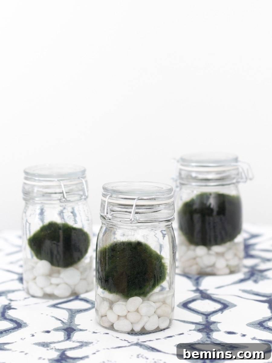 The Allure of Marimo Moss Balls