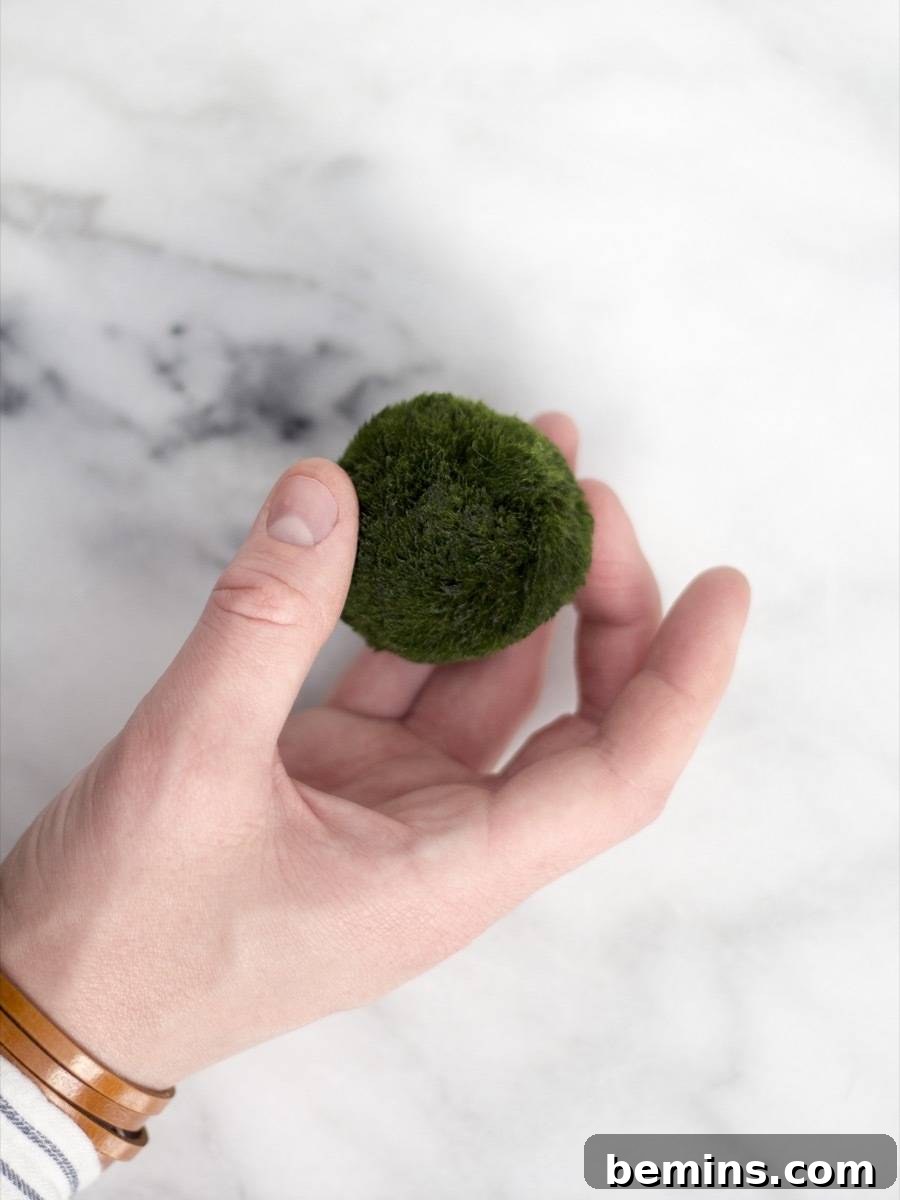 Marimo Moss Balls: A Unique Addition to Your Home