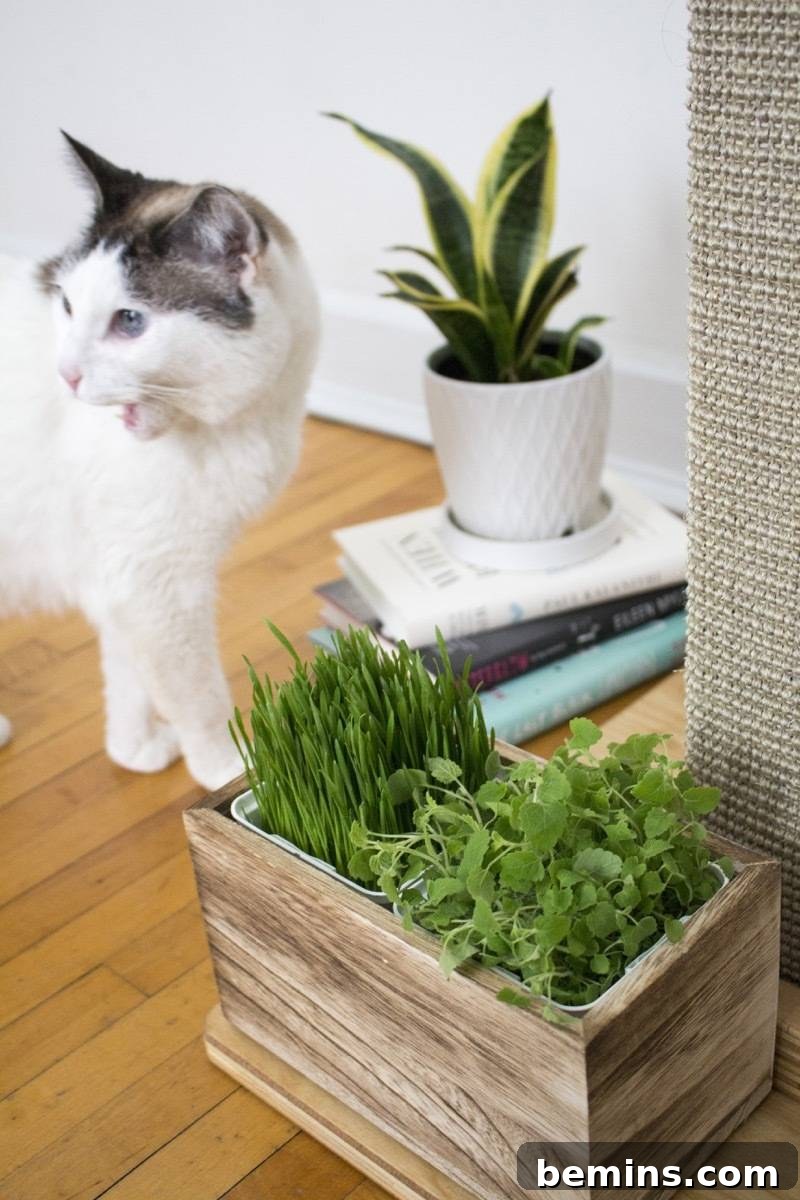 Cat Enjoying Indoor Cat Grass