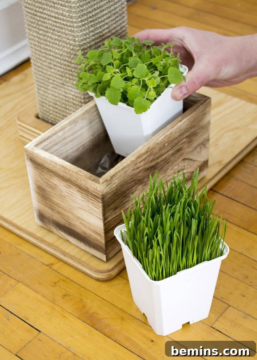 Arranging Cat Grass in Planter Box