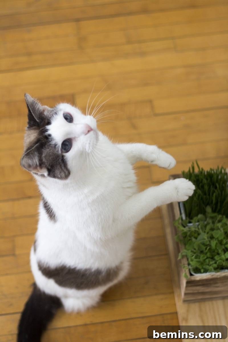 Active Indoor Cat