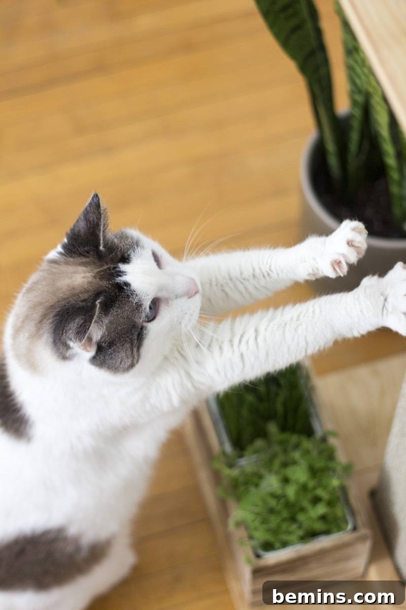 Playful Indoor Cat