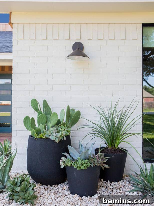 Drought Tolerant Succulents in Large Containers