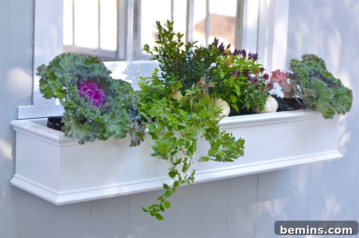 Window Boxes Filled with Flowers