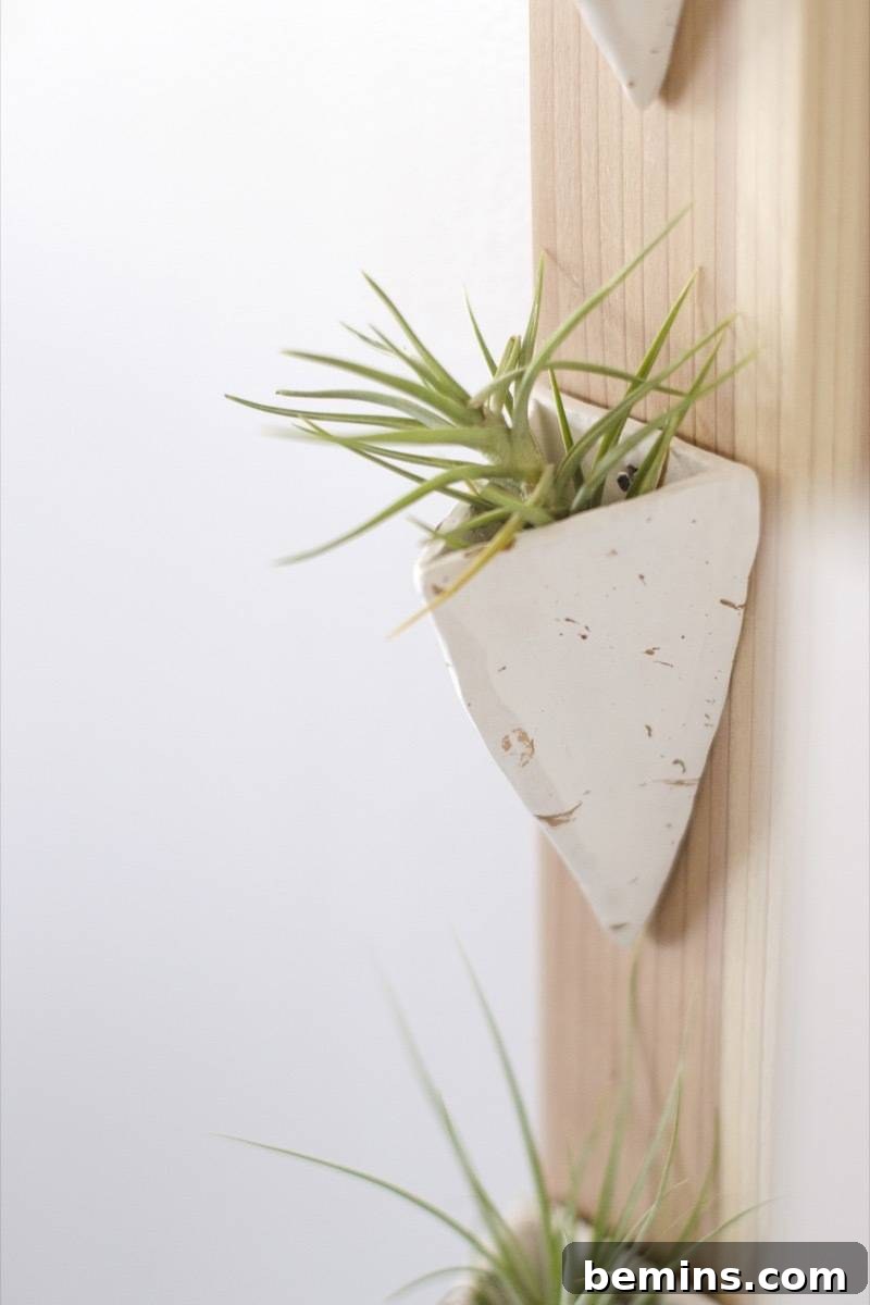 Effortless Floating Air Plant Display 14 Wall mounted air plant holder in a home setting