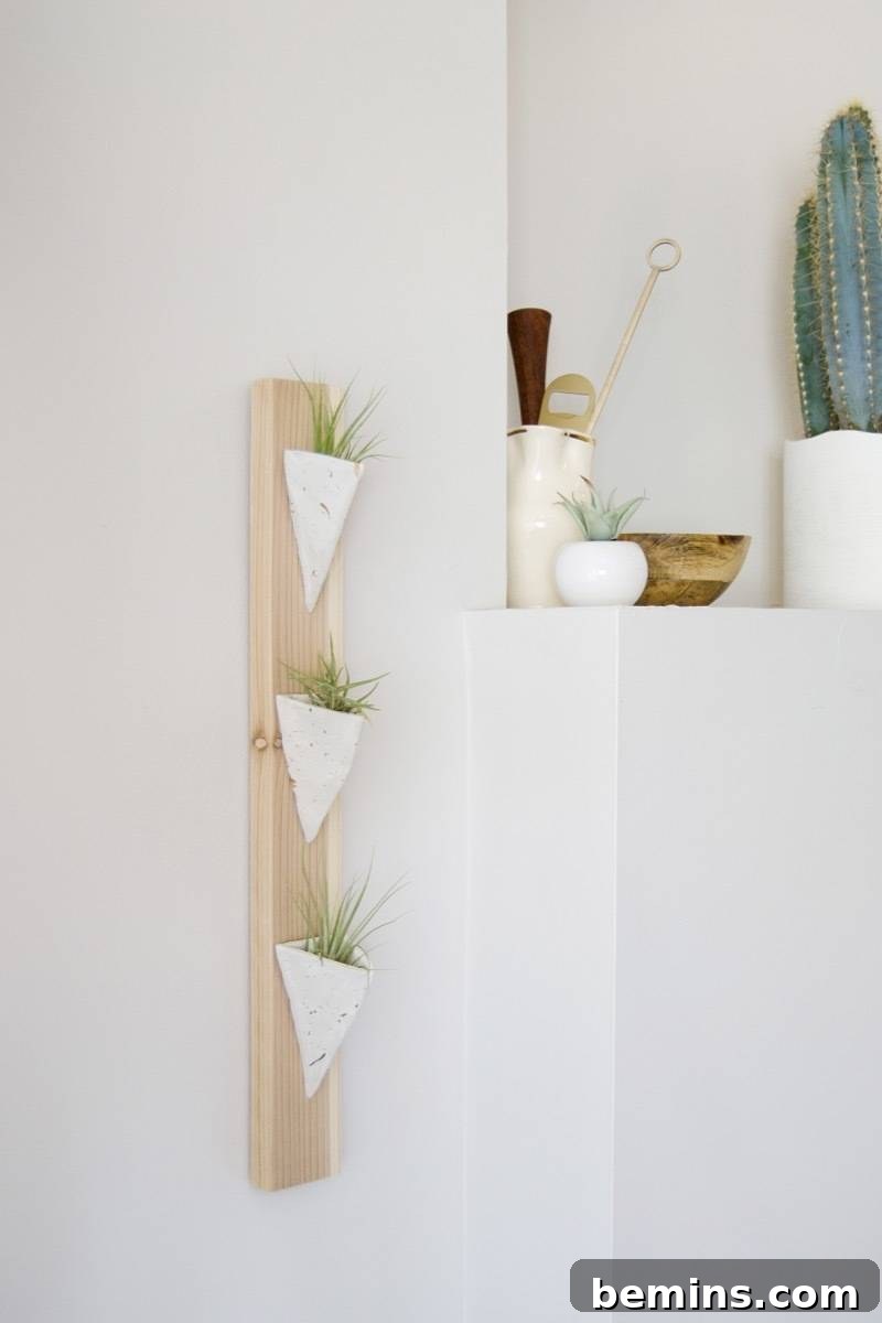Effortless Floating Air Plant Display 15 Air plants displayed in the finished holder